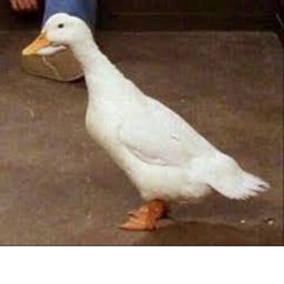 vibe with ducks