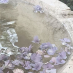 wisterias.