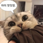 케이의 그룹