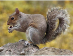 squirrel gang jeffcoolgang