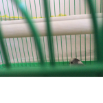 Team Parrot Fan