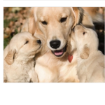 Puppy squad!!!!!!!!!!!!!!!!!!!!!!