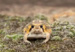Frog world!