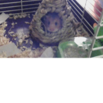 Amazing Hamster Fan Club