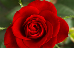 Rose petal