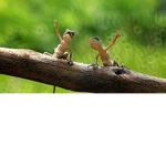 Animals and more!