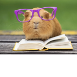 Guinea_pigs_r_the_best