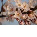 Sakura Crystals