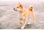 Doges O' War