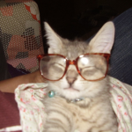 The Kittyens