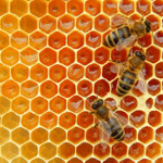 The BEES group.