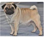 Pugs Forever Group