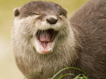 otter gardens