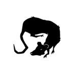 Danger Rat