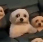 Sagungs:”>