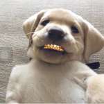 $$$ EMBLEM $$$