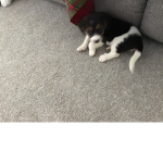 Coco the crazy dog