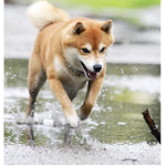 Dogeboy7433 doge fan club