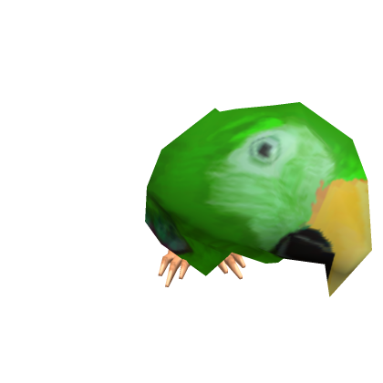 David, the Macaw