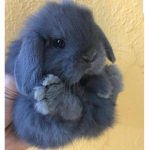 Floofy animals