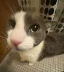 meow meowwmrrp mrp meoww