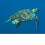 Turtle Gang (Lord's)