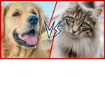 DOG VS cat who will win dog and cat