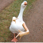 Too C00L for SkO0l Gang
