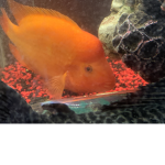 Gang of the fishy’s