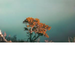 Seasonal Aestheticss