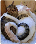 Lili cat club!