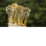 Group monkeys