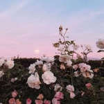 Flowers~~
