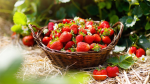 Hi strawberrys -Sam's group!