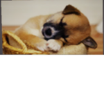 Koala_Puppys