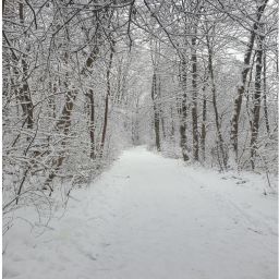 The snow.