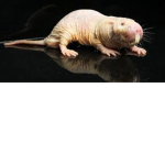 Rats and worms