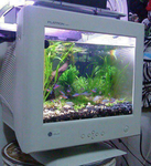 Aly's aquarium