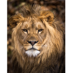 Lucky Lion Fan Club