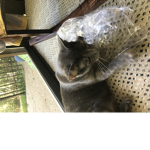 Cat merchandise