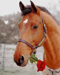 Rose Equestrian Academy