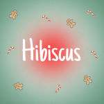 •Hibiscus•