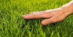 Grass Roblox chapter
