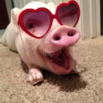Halal Pork | 猪帝
