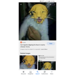 Nacho cheese cat Bc
