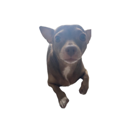 TNAP 3: SCARY EDITION