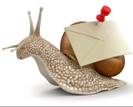 Screech's snail shell