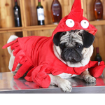 Club pugs