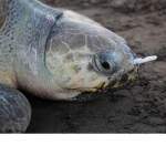 SaveTheSeaTurltles.inc