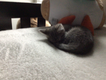 CUUUUUUTE KIITTEN